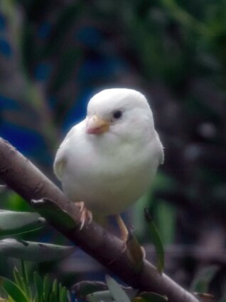 An albino sparrow, found in Victoria's Point Cook.