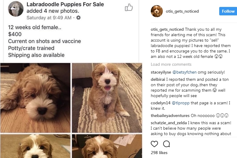 An Instagram post showing pictures of a Labradoodle that was used in a scam