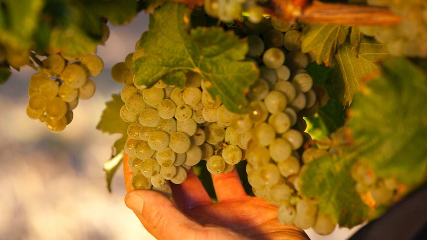 Close up on a man's hands holding a bunch of grapes.