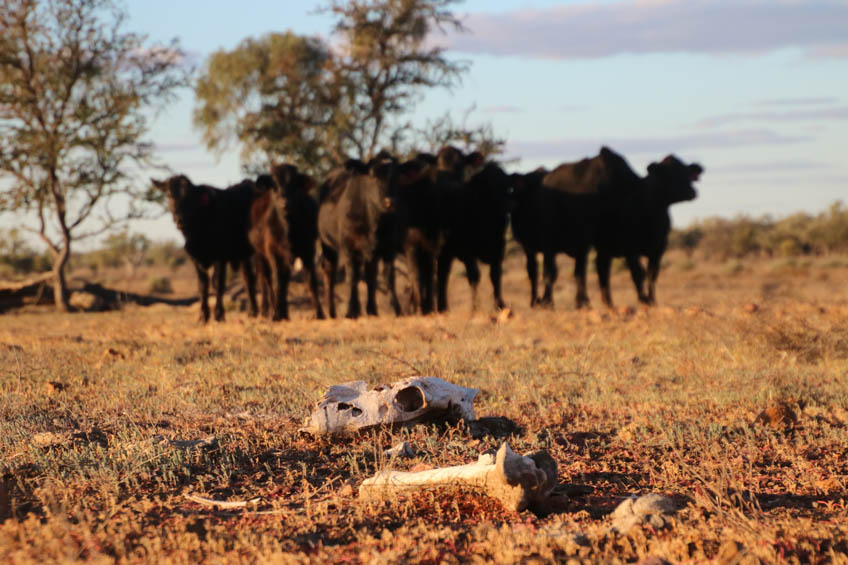 Skull on drought-stricken cattle station