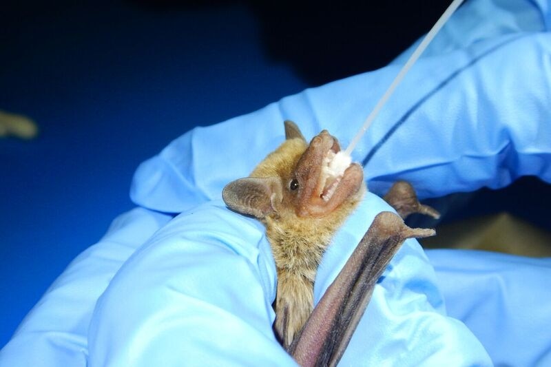 A photo of an inland broad nose bat having a mouth swab