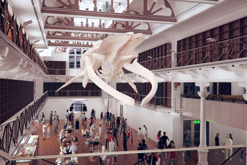 A still from the new WA Museum animation showing the blue whale skeleton.