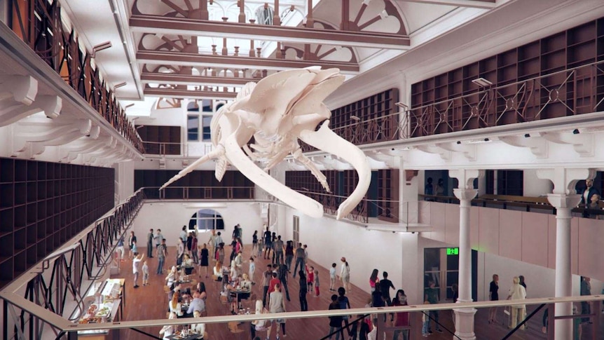 A still from the new WA Museum animation showing the blue whale skeleton.