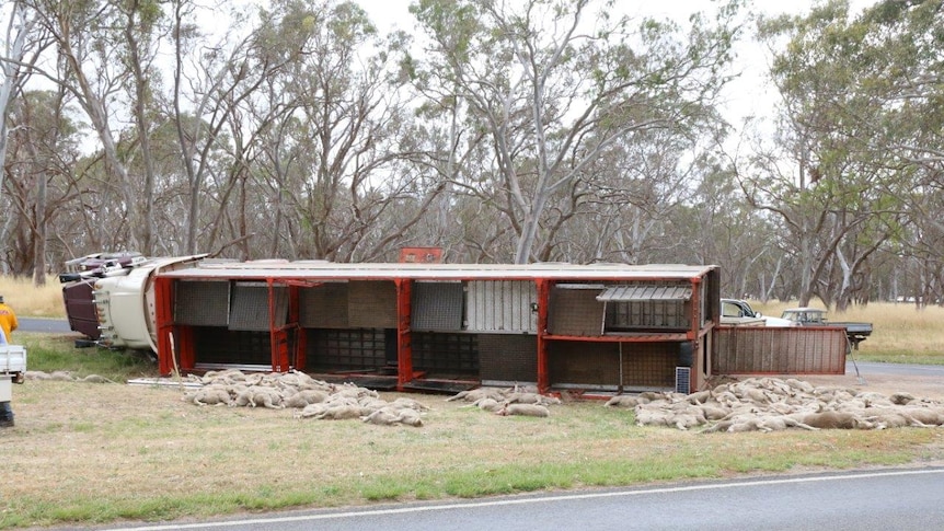 A truck on side, dead sheep thrown on grass