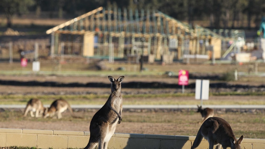 A kangaroo looks at the camera with half-built homes in the background