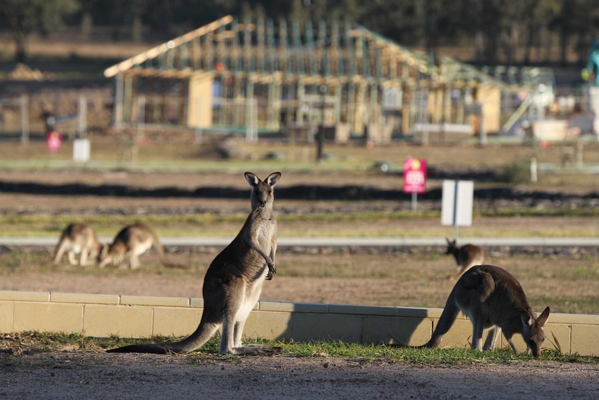 A kangaroo looks at the camera with half-built homes in the background