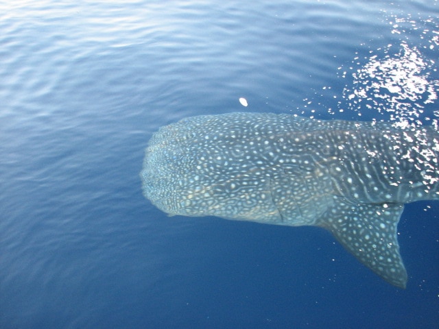 A whale shark off the coast of Townsville.