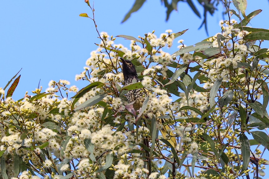A medium sized black and yellow bird sits among blossoms on a tree.