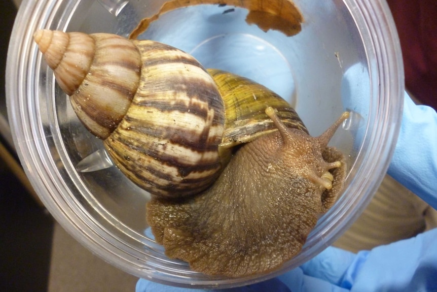 Giant snail found at Brisbane container yard