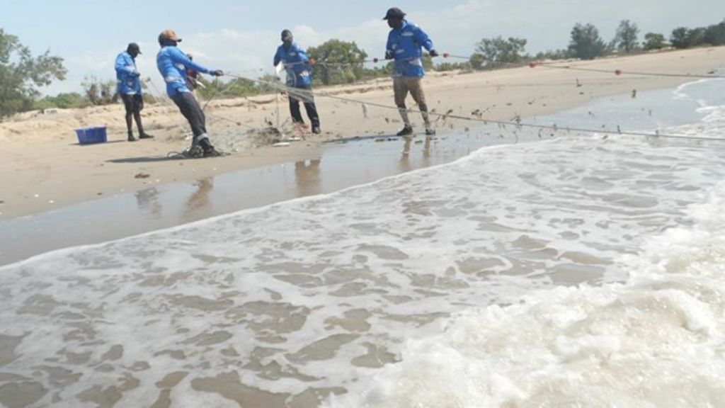Maningrida Fish: Sustainable seafood enterprise in Arnhem Land - ABC News