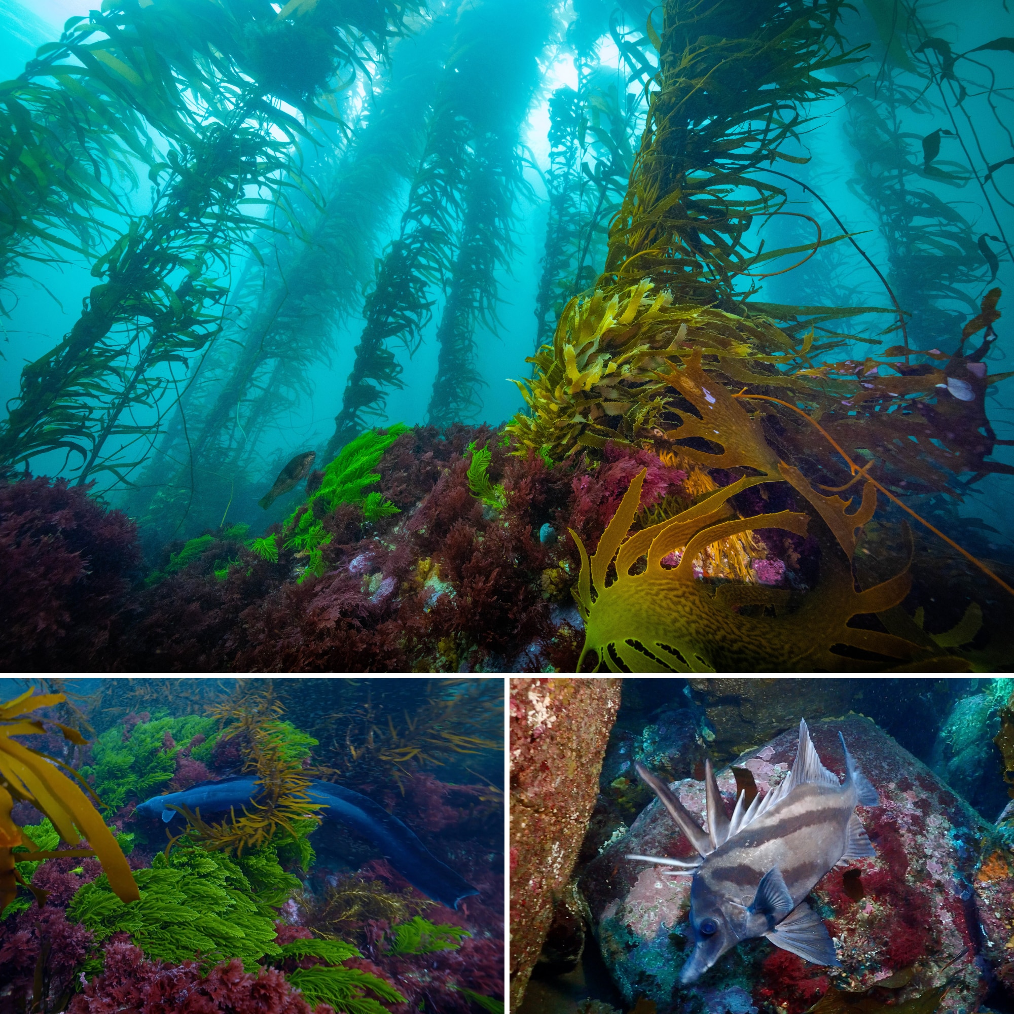 Three colourful underwater photos of seaweed species, a blue eel and a small fish