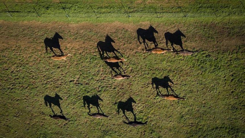 A drone photo of a group of horses running, with their shadows being very clear.