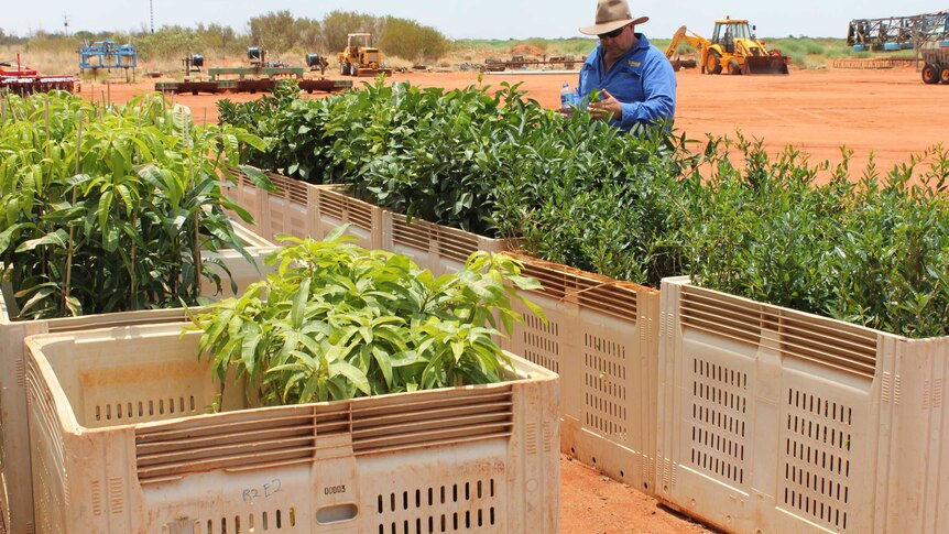 Farmer Paul McLaughlin inspects the new mango trees closely