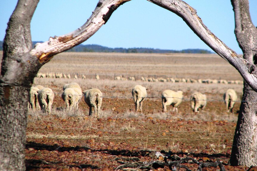 Sheep walking in paddock.