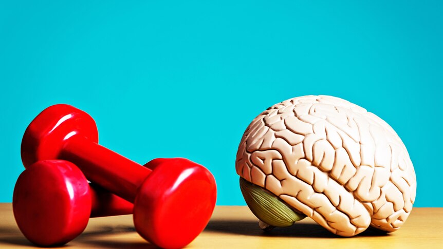 Model of a brain with red weights against turquoise background