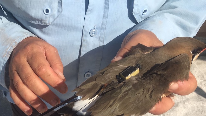 A bird is fitted with a tiny satellite tracker on its back