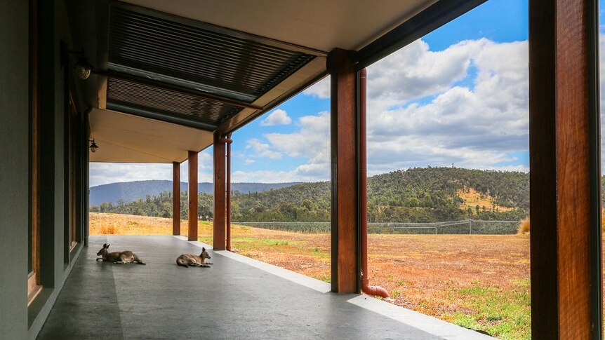 Two kangaroos sit on a verandah with a view looking out over sweeping hills and bushland under blue skies.