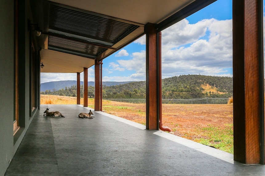 Two kangaroos sit on a verandah with a view looking out over sweeping hills and bushland under blue skies.