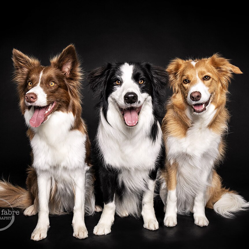 Three border collies sitting together and looking happy.