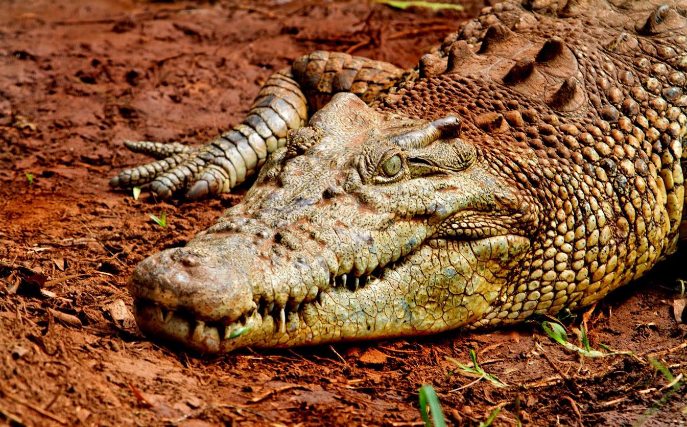 Crocodylus porosus. Гавиал альбинос. Черный кайман и нильский крокодил. Нильский крокодил зубы. Сатурн миссисипский аллигатор.