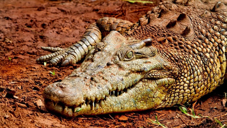 Close up photo of a crocodile named Alice at Snakes Downunder Reptile Park in Childers