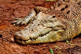 Close up photo of a crocodile named Alice at Snakes Downunder Reptile Park in Childers
