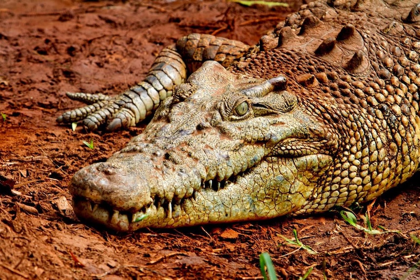 Close up photo of a crocodile named Alice at Snakes Downunder Reptile Park in Childers