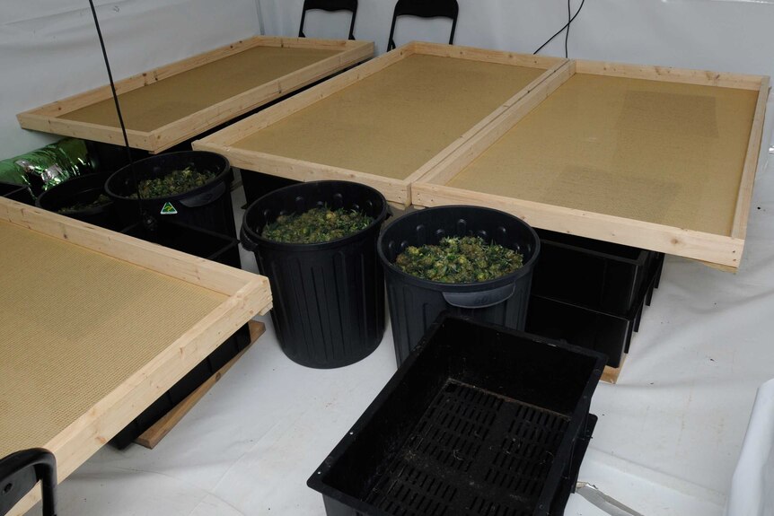 Sorting area found a Cannabis growhouse in Canberra