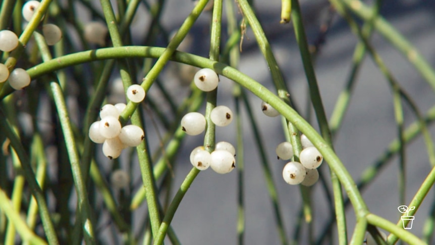 Plant with long, green stems with round white berries