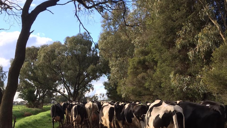 Cows walking through a paddock on Dianne Bowles dairy farm in Mead, Victoria