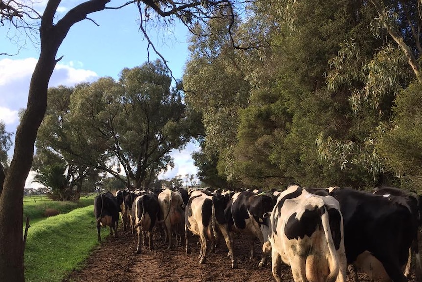 Cows walking through a paddock on Dianne Bowles dairy farm in Mead, Victoria