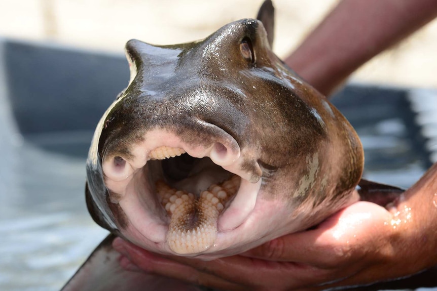 Port Jackson shark