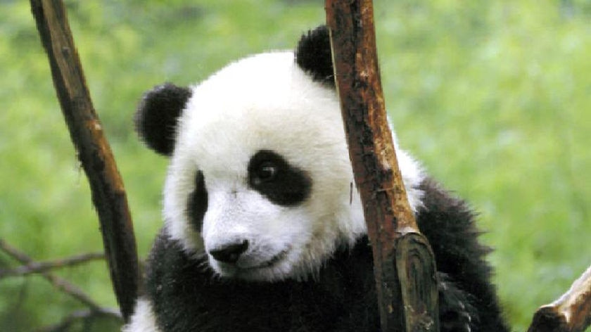 Funi the female giant panda