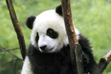 Funi the female giant panda