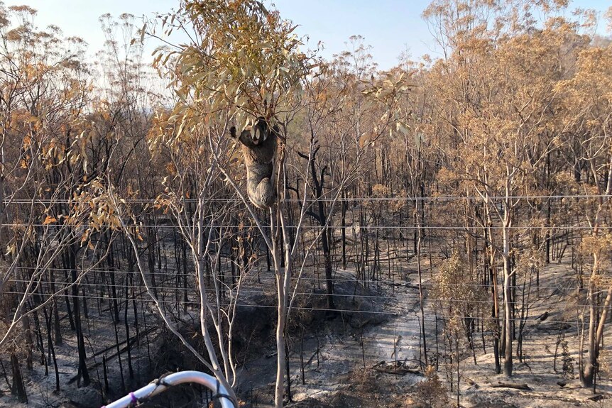 A koala clings to a branch near the top of a burnt tree surrounded by charred bushland