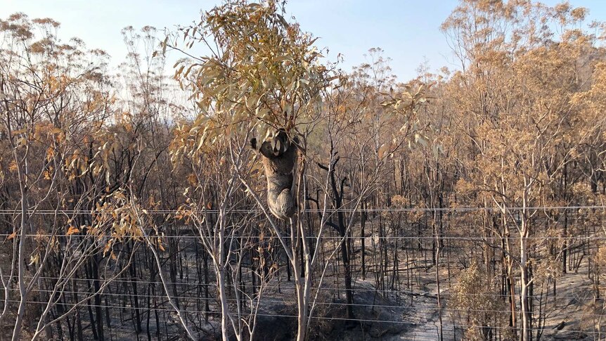 A koala clings to a branch near the top of a burnt tree surrounded by charred bushland