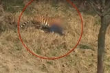 Tiger attacks man in China zoo