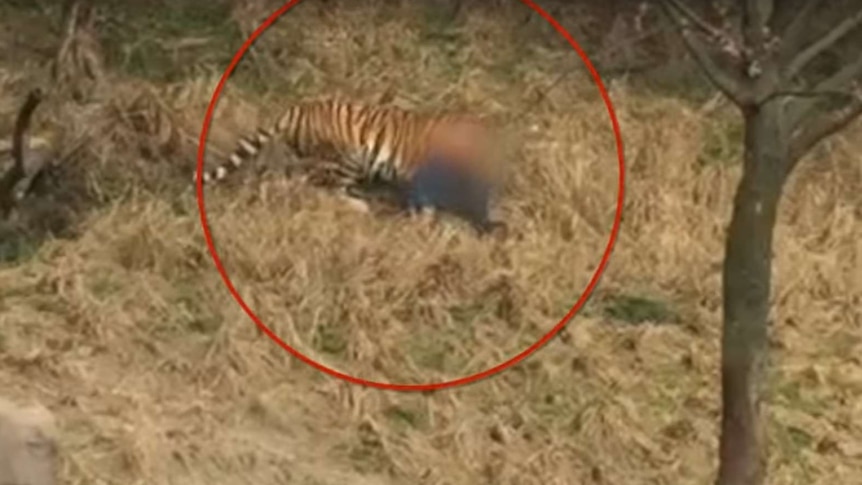 Tiger attacks man in China zoo