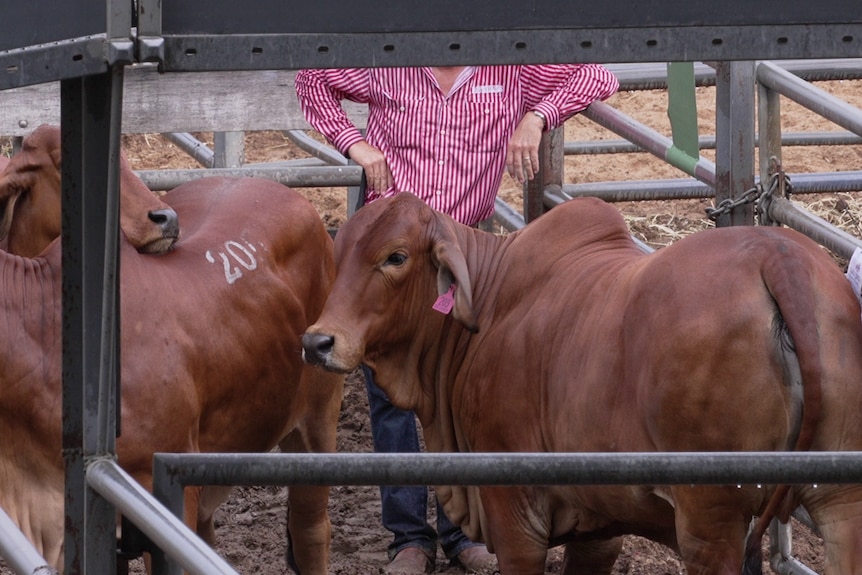 a person can be seen leaning on a fence near a group of cows with branded numbers on them