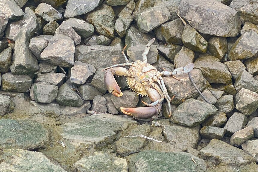 A large dead crab lies on its back on rocks.