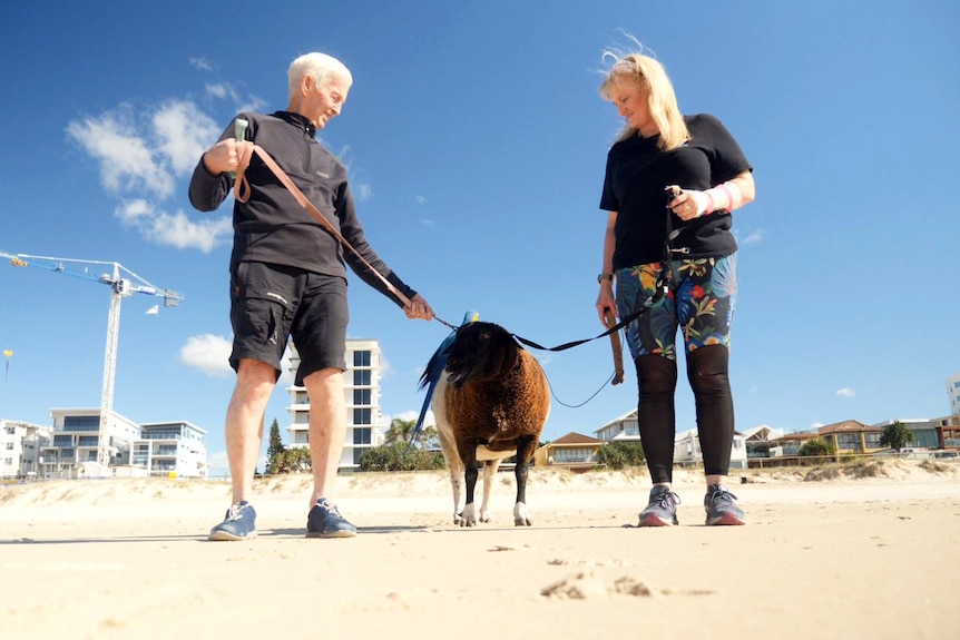 two people with a sheep on a lead on a beach
