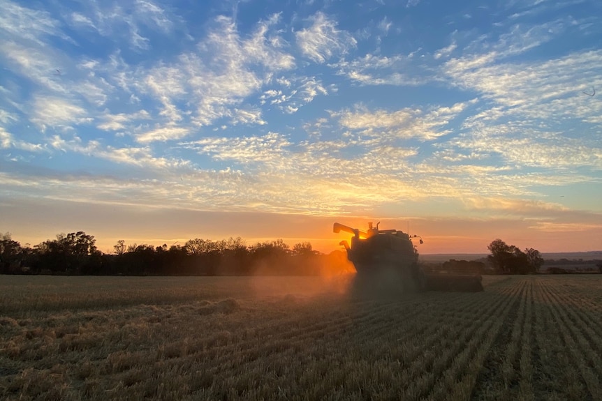 A harvester in a field as the sun is low in the sky.