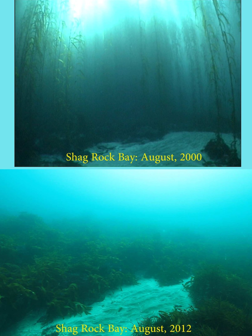 Kelp forests off Tasmania disappearing