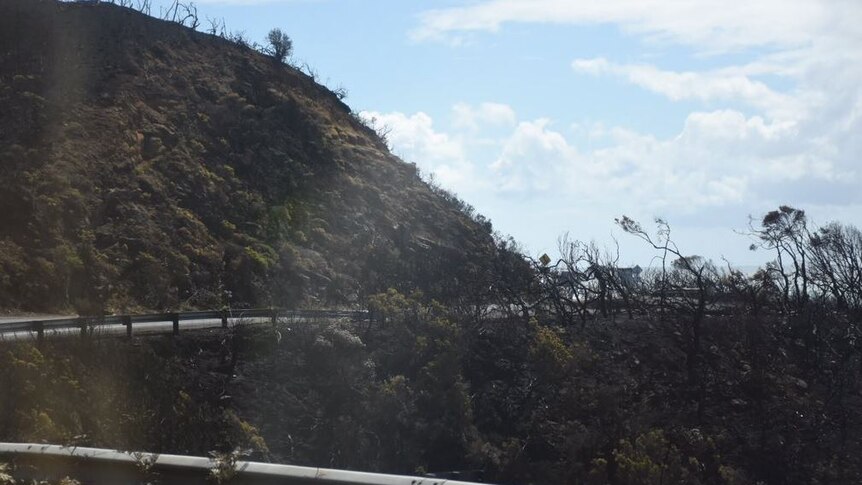 Burnt vegetation on the side of the Great Ocean Road