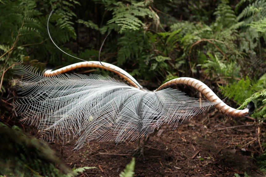 Lyrebird tail