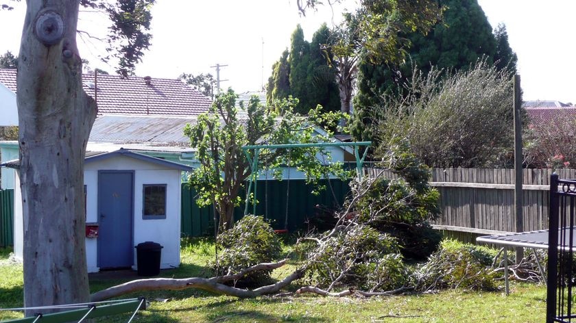 Wind rips off tree branches in a Newcastle backyard
