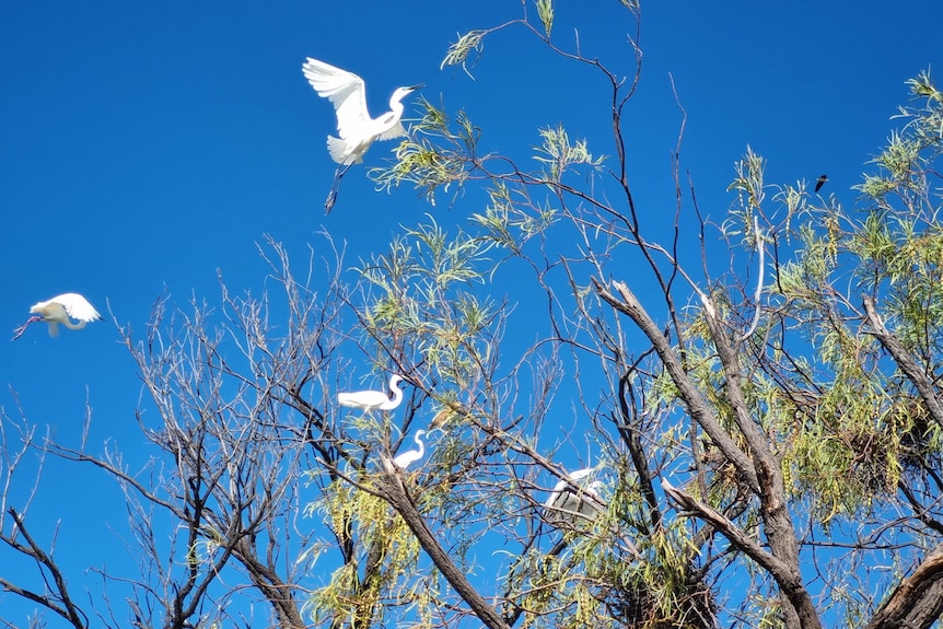 White egrets fly among the trees amid a blue clear sky.