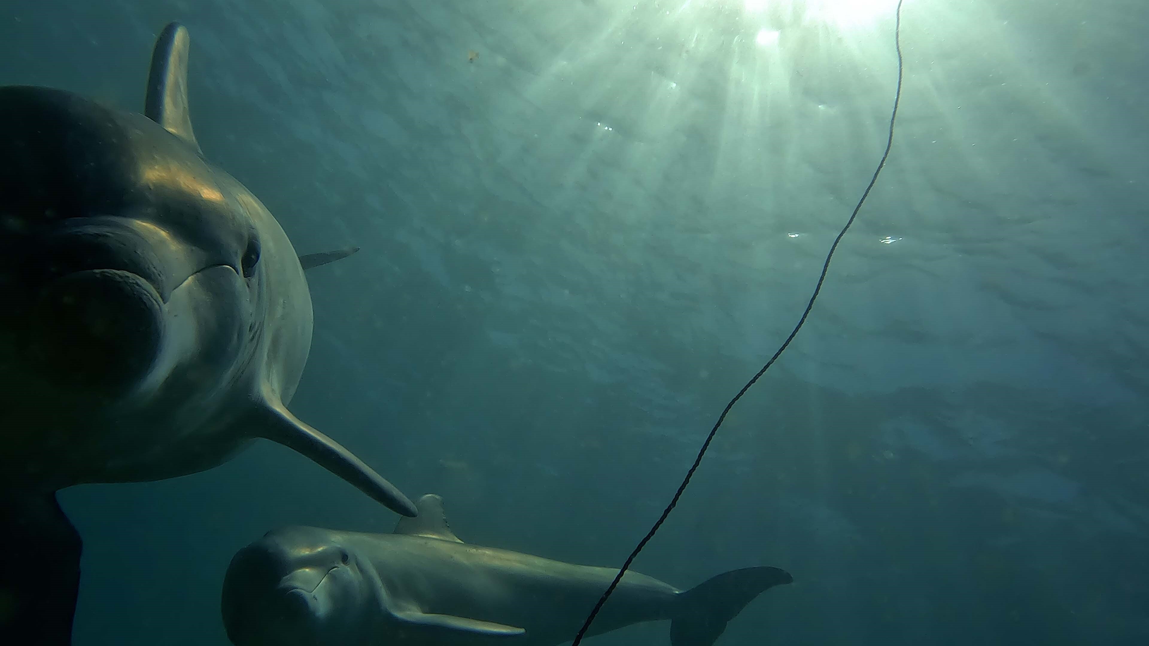Dolphins caught on film raiding crab pots off Western Australia's south