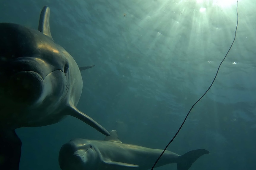 A pair of dolphins eye off a camera after stealing bait from a crab pot.