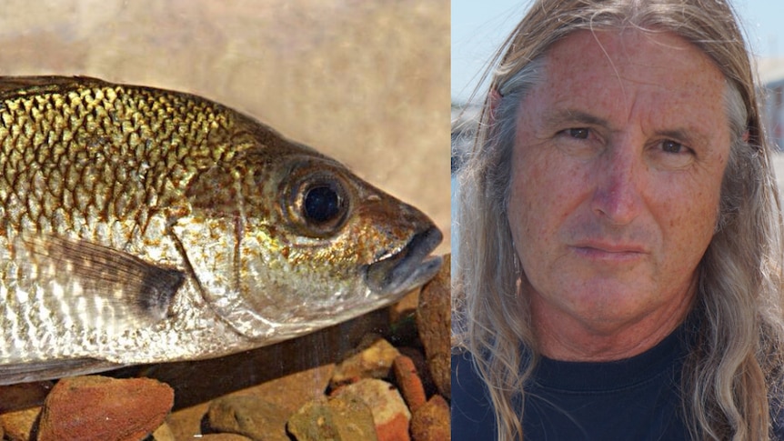 One of 20 new fish species discovered in the Kimberley will be named after Australian author Tim Winton.